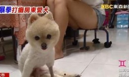 博美爆料新闻视频大全播放,新闻视频大全精彩瞬间回顾